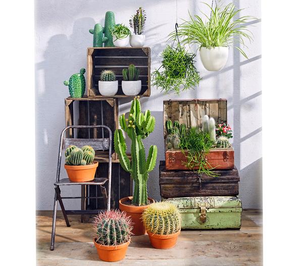 Säulenkaktus - Cereus peruvianus,