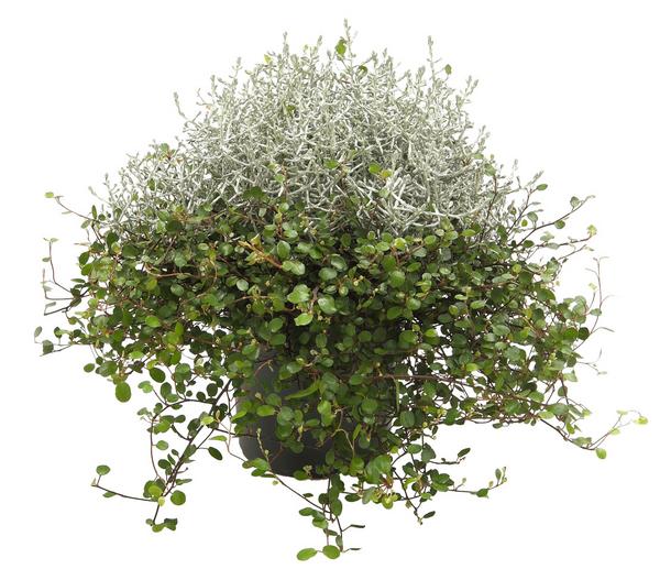 Mueca - Gitterkraut und Mühlenbeckia
