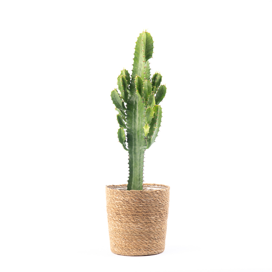 Euphorbia acrurensis - pot D17cm