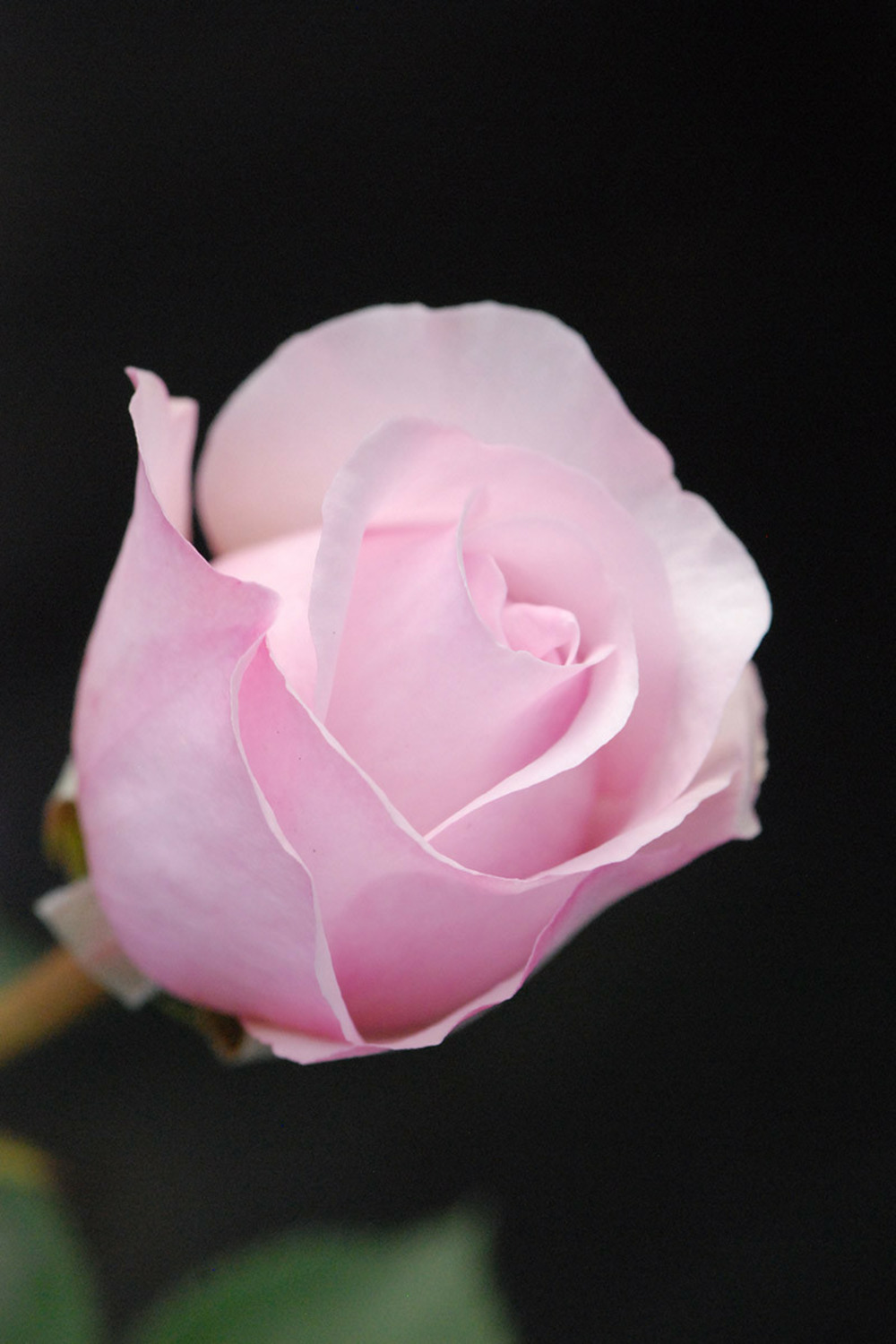 Rosier david austin 'olivia rose' ? - 5l