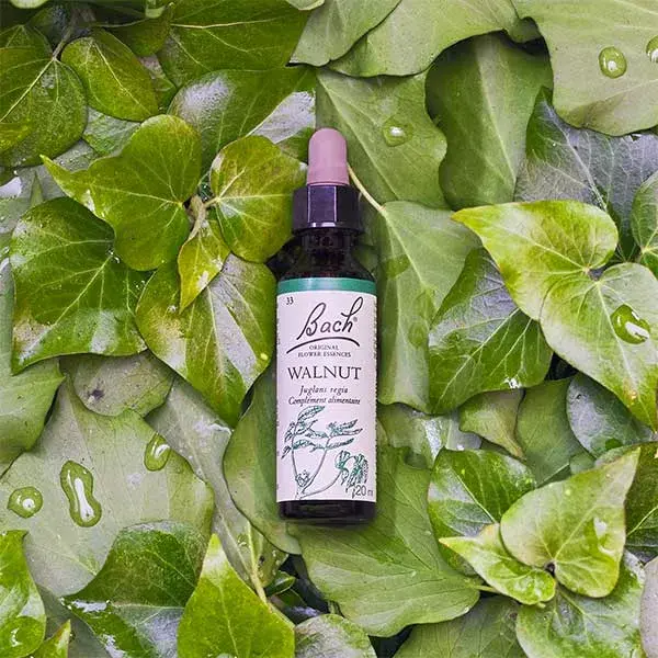 Fleurs de Bach Original - Walnut 20ml