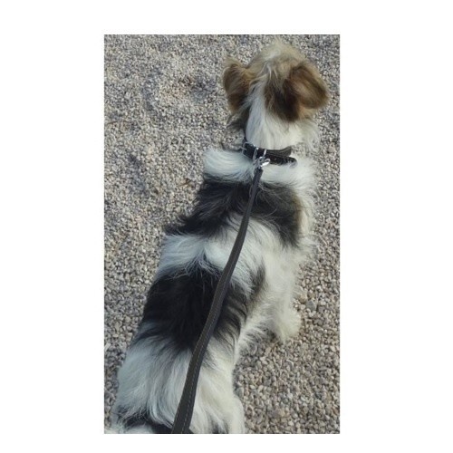 Coleira de couro Yago para cães