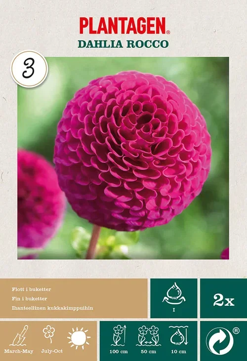 Dahlia x pinnata (Pompon Group) 'Rocco' Georgine ‘Rocco’ 2 pk