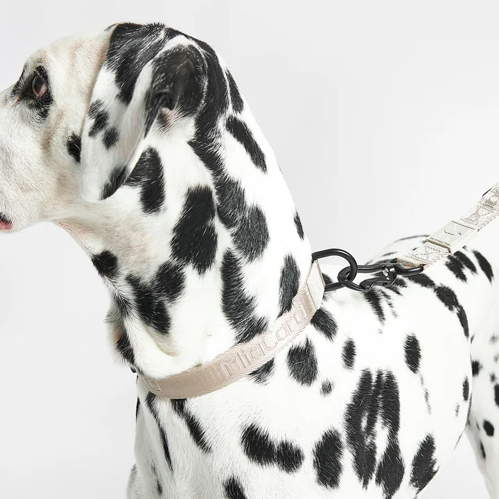 MiaCara - Modena Hundehalsband M / ML, greige
