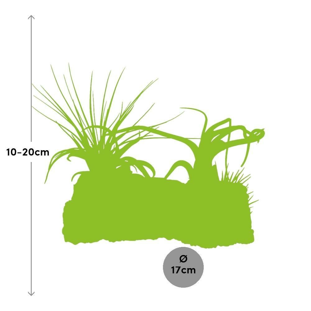 Plante d'intérieur - tillandsia kurkhout large 17.0cm