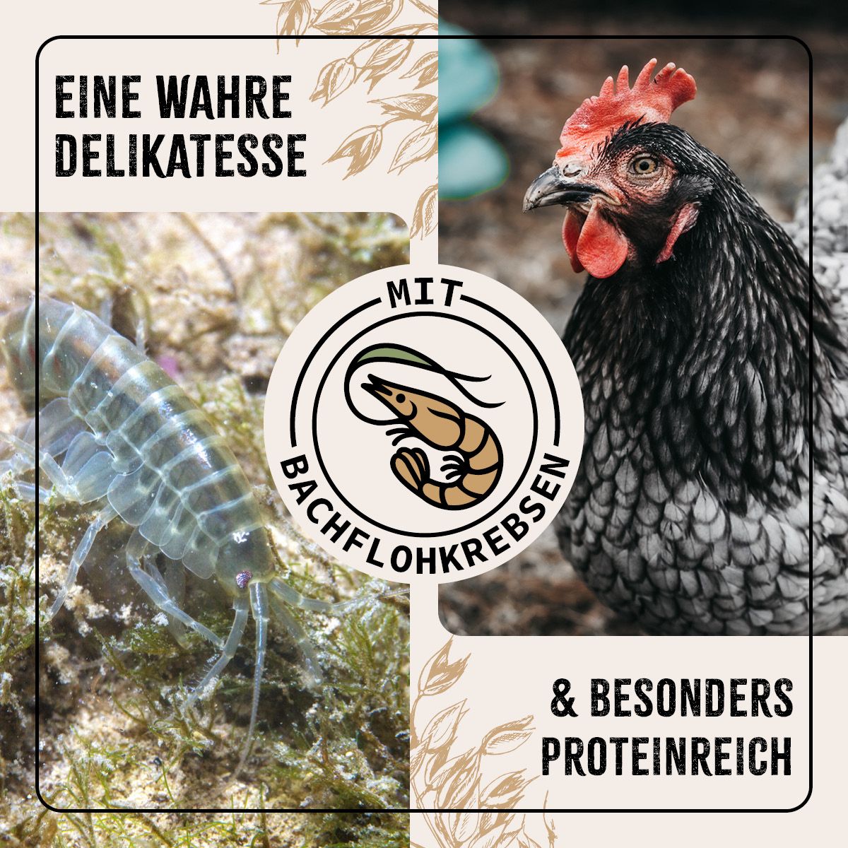 AniForte FarmLife Hühnertraum