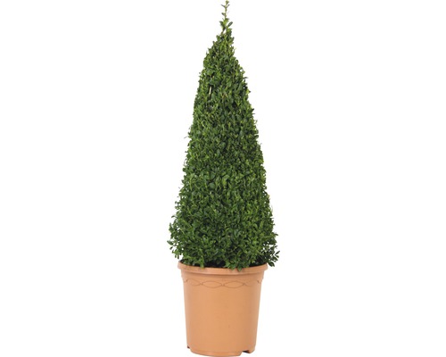 Buxuspiramide FloraSelf Buxus sempervirens H 50-60 cm Co 4,5 L