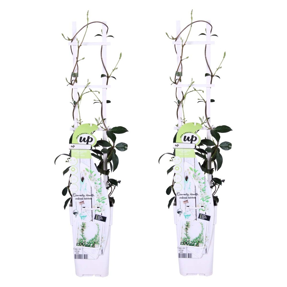 2xtrachelospermum étoile de venise – jasmin de toscane – plante grimpante –rustique-⌀15 cm-↕60-70cm
