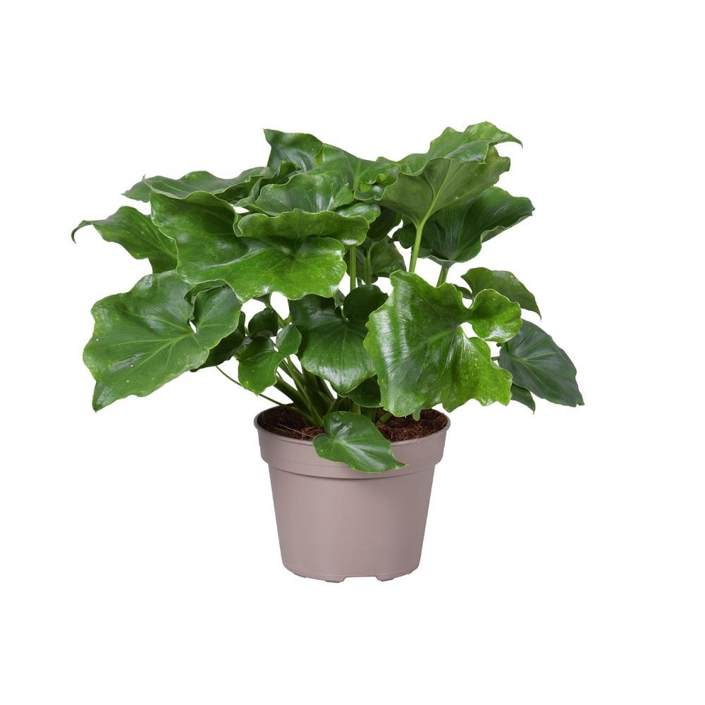 Plante d'intérieur - philodendron selloum 40.0cm
