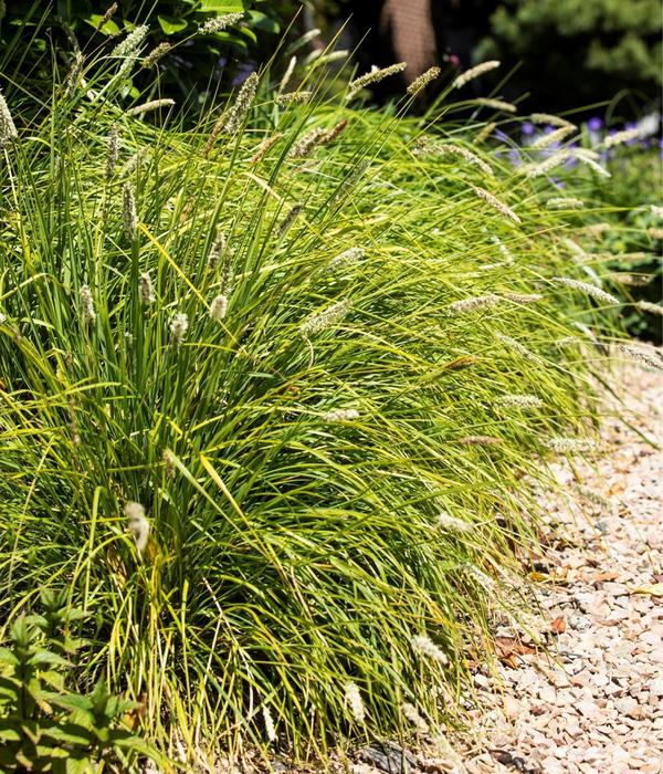 Bio Blaugras 'Greenlee Hybrid'