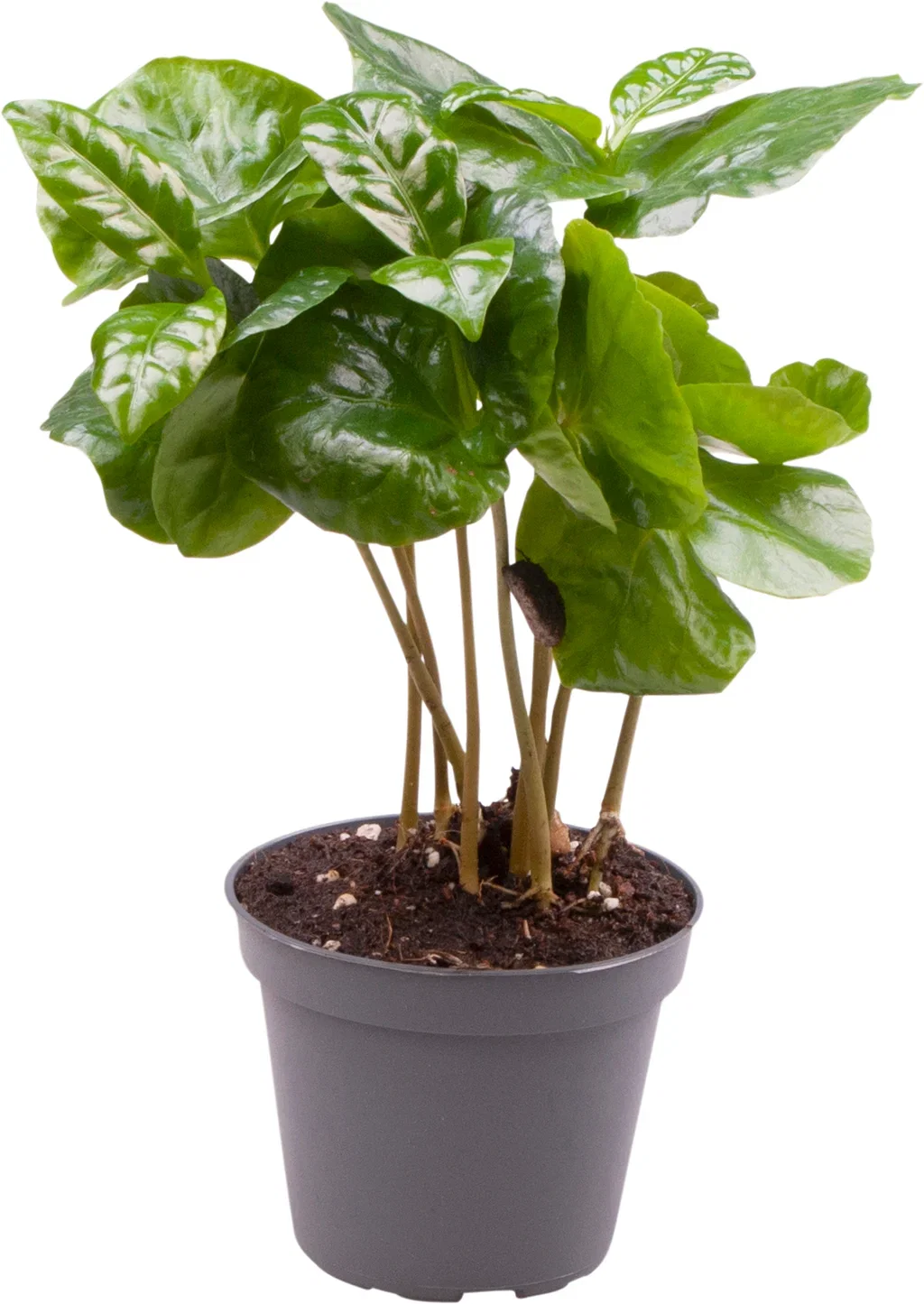 Coffea arabica Kaffeplante mini