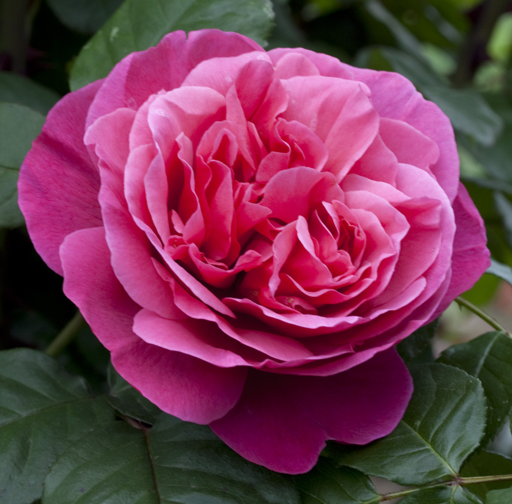 Rosier line renaud ® meiclusif le pot de 3l