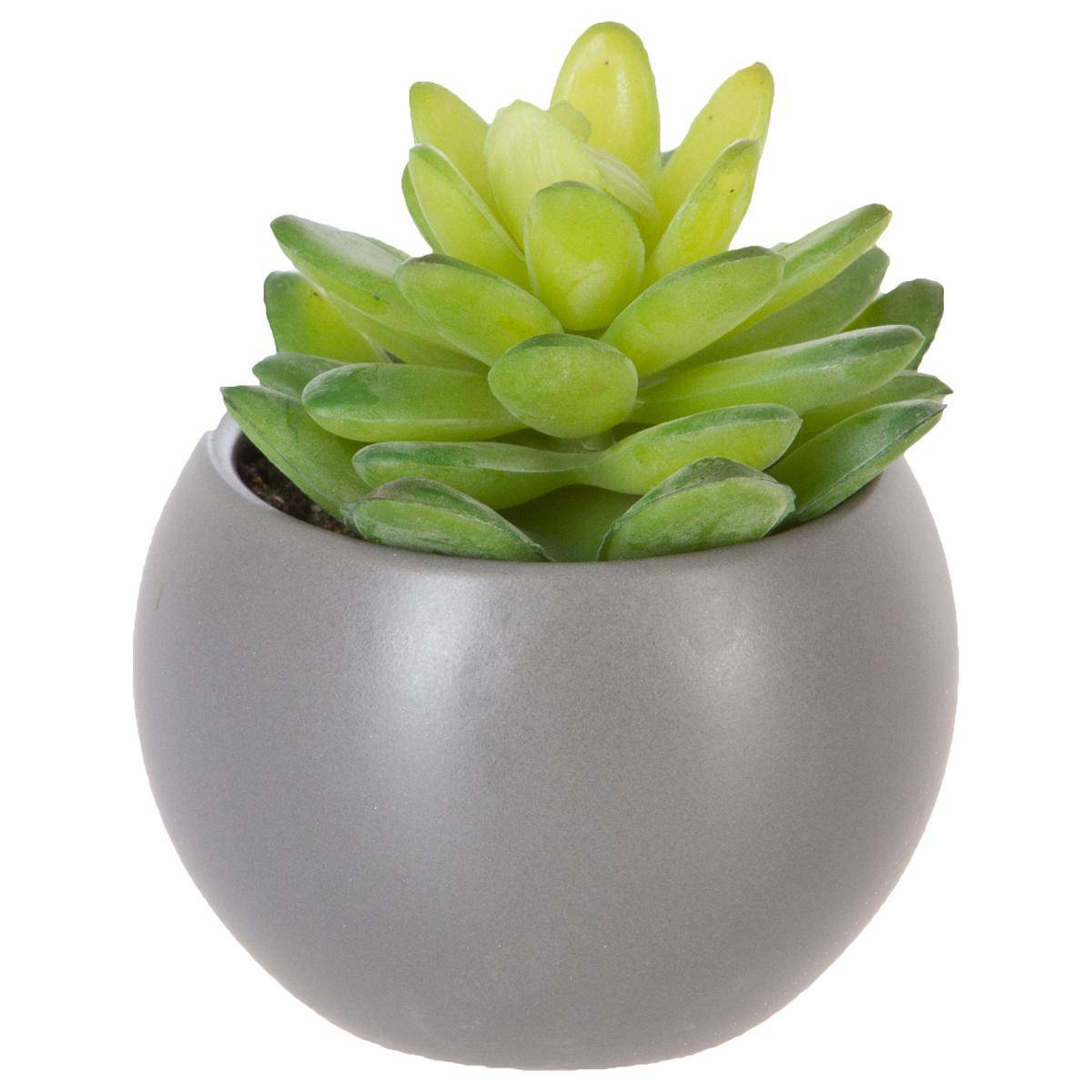 Plante grasse en pot h13