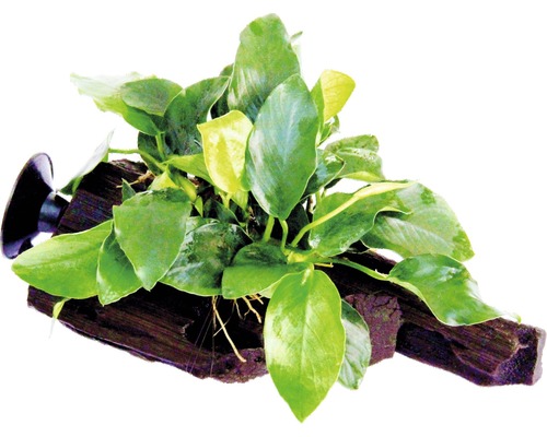 Voedingswortel met dwergspeerblad - Voedingswortel Anubias nana ca. 16 x 7 x 12 cm