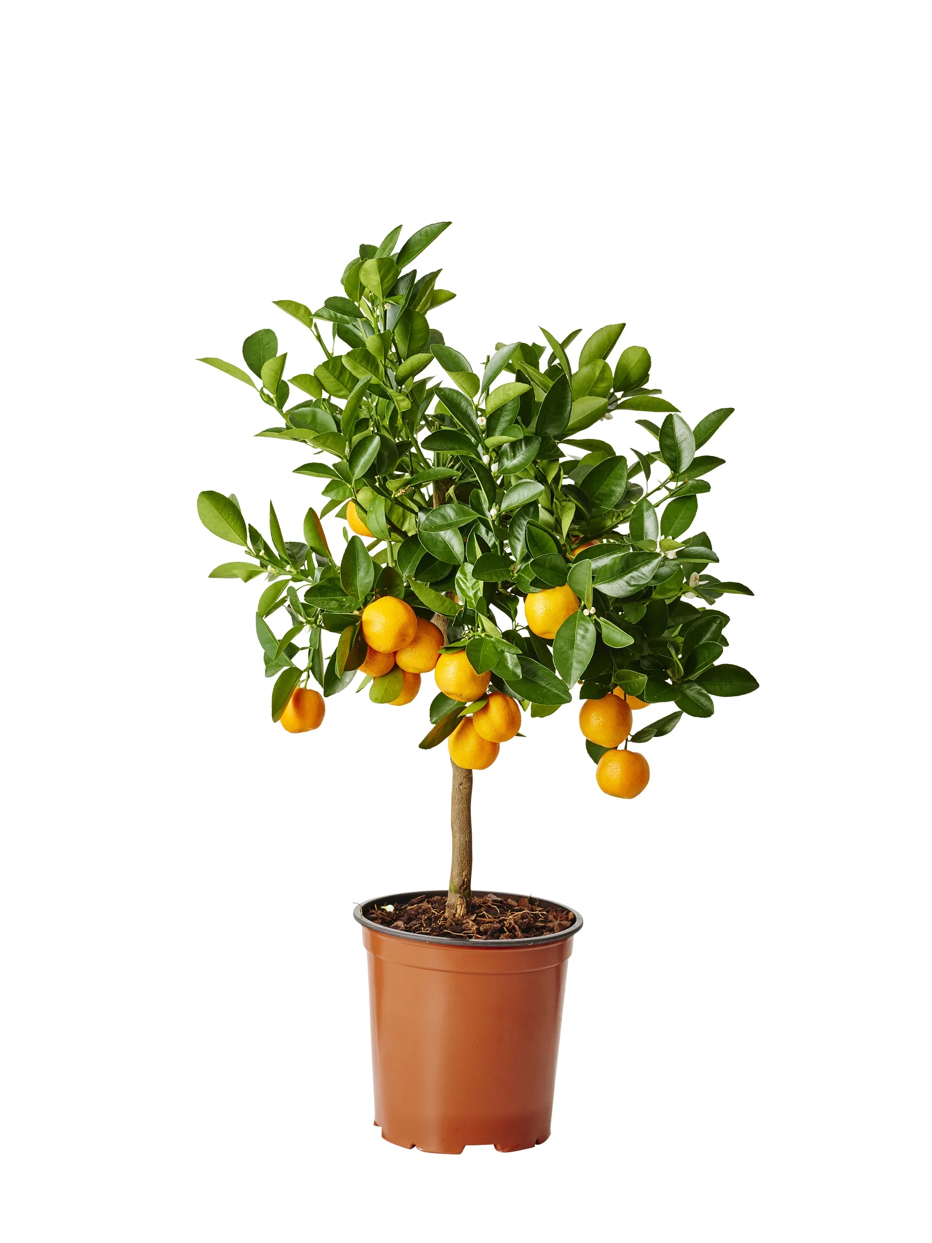 Citrus x microcarpa Oppstammet calamondin Ø19 cm