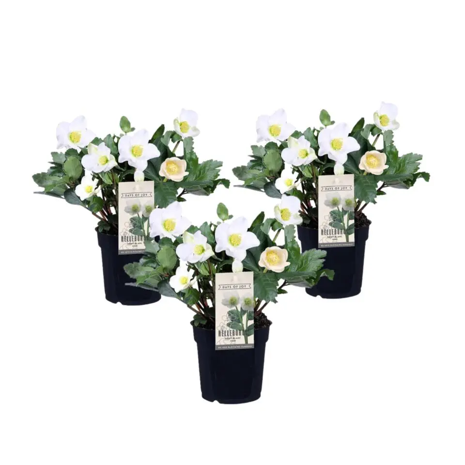 Kerstroos - Set van 3 - Helleborus niger 'Mont Blanc' - Hoogte 20-30cm - ⌀12cm
