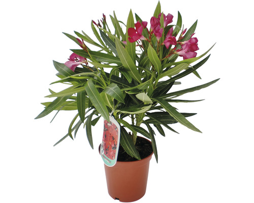 Oleander FloraSelf Nerium oleander H 20-25 cm Ø 14 cm pot struik diverse kleuren