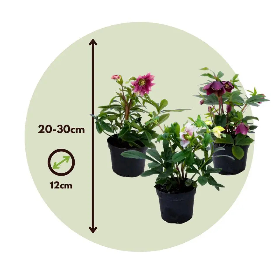 Kerstroos - Set van 6 - Helleborus orientalis - Hoogte 20-30cm - ⌀12cm