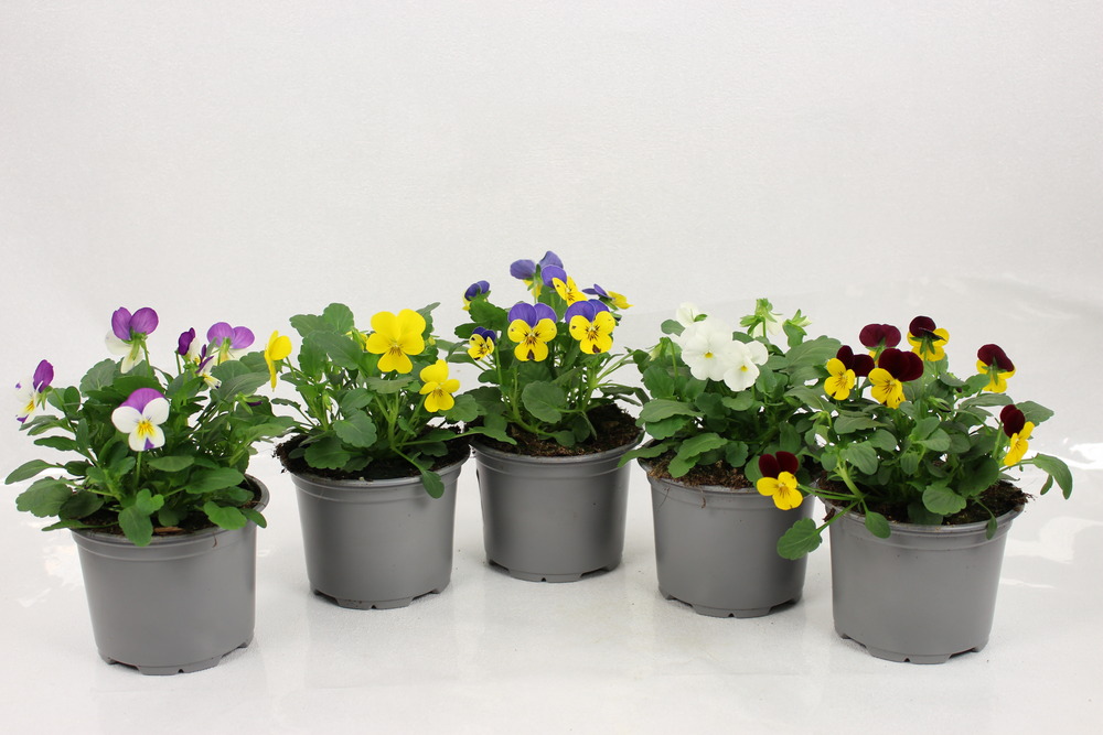 Plant de viola cornuta pot 10,5 cm