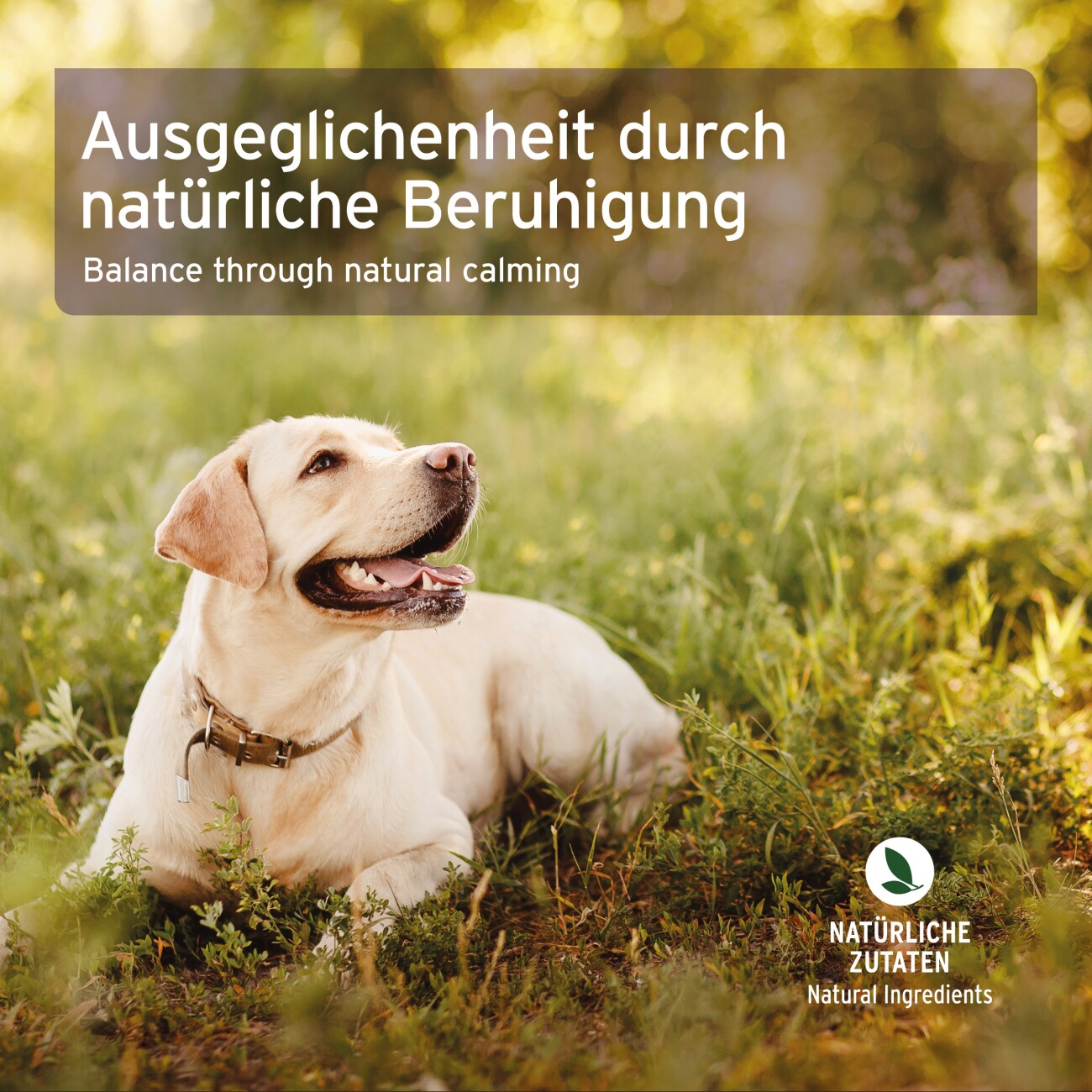 AniForte Bachblüten Protest
