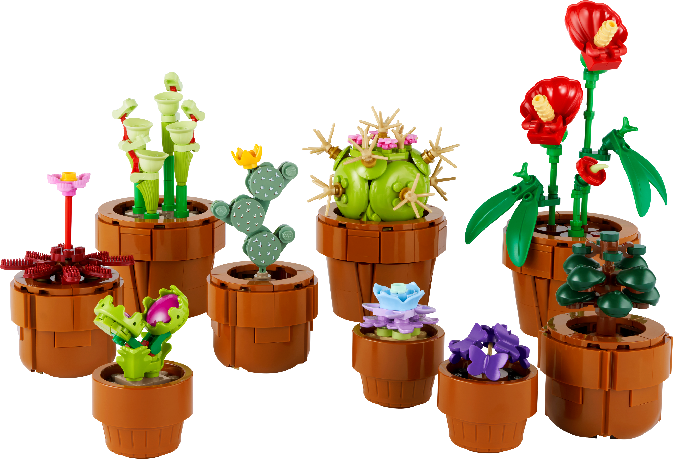 Plantas em miniatura 10329