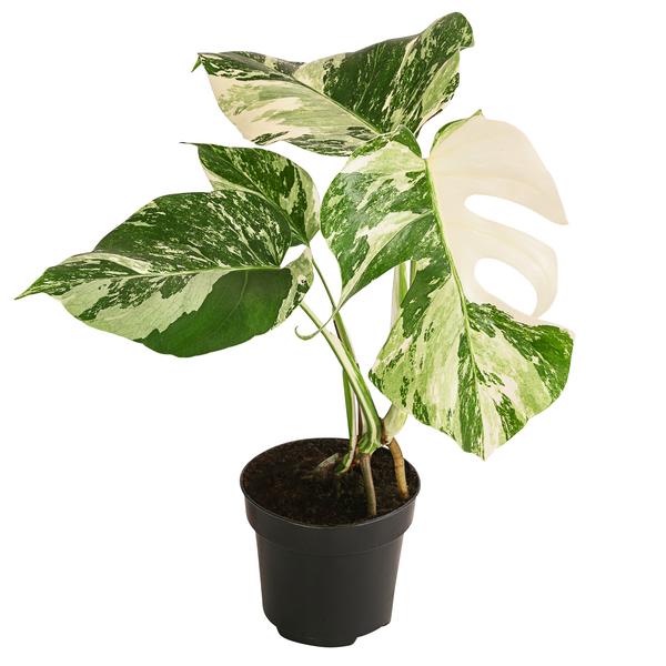 Fensterblatt - Monstera deliciosa 'Variegata',