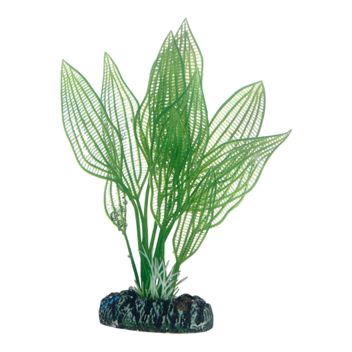 Hobby Aponogeton
