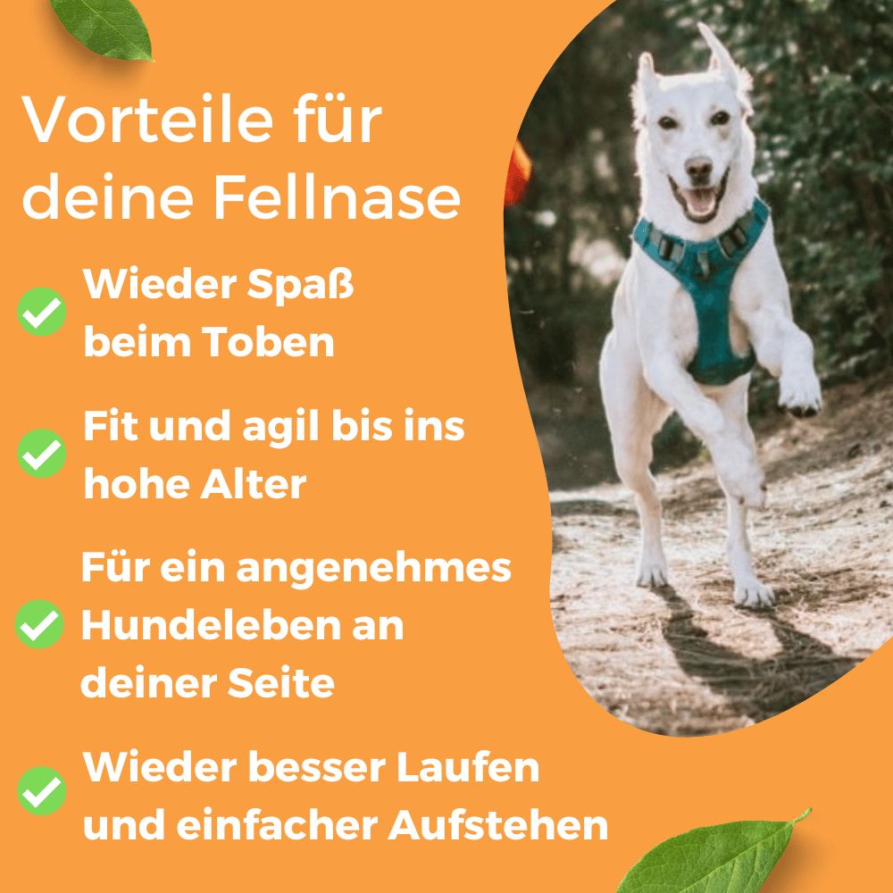 Dog-Native Wildfischöl für Hunde aus Wildfang mit Vitamin E