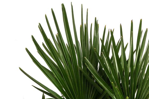 Hanfpalme, Multistamm