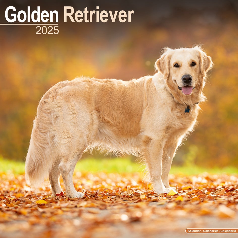 Plenty Gifts kalender golden retriever 30 x 30 x 0,5 cm