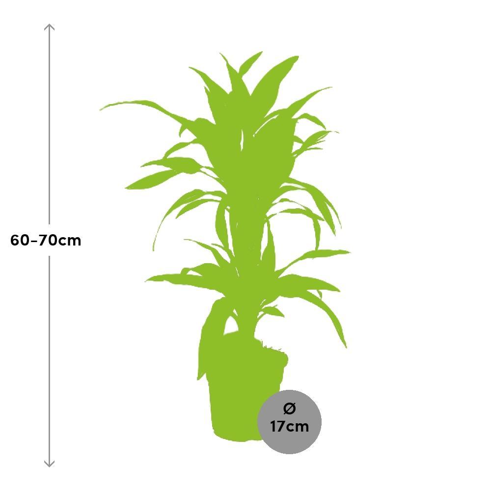 Plante d'intérieur - dracaena 'lemon lime' 65.0cm