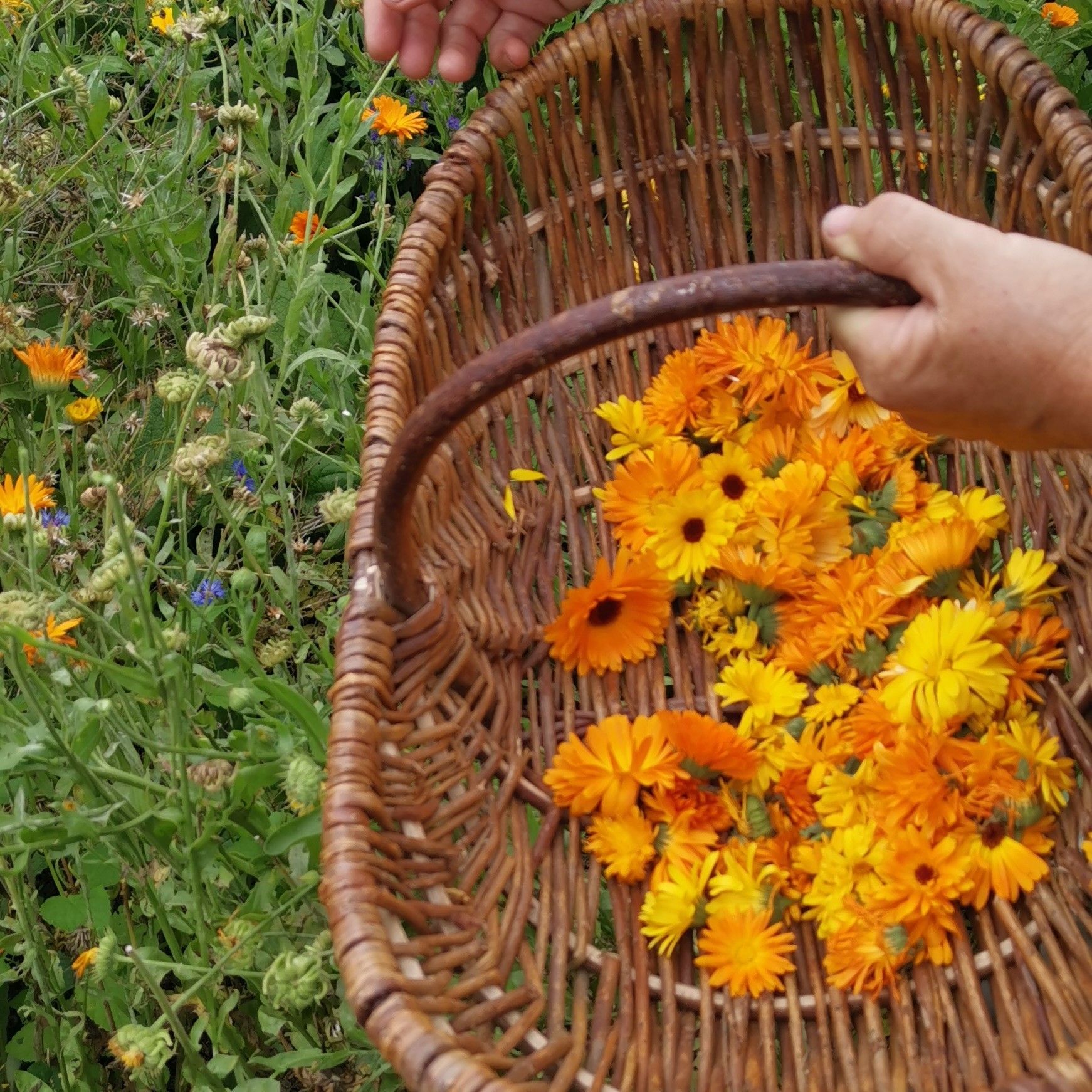 Spirit of Rügen Bio Gesichtsseife mit Heilkreide und Ringelblumen