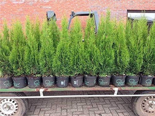 Thuja occidentalis 'Smaragd' 100–120 cm (100 Stück) – Winterhart, Immergrün, Pflegeleicht – Lebensbaum – Heckenpflanze für Garten & Sichtschutz