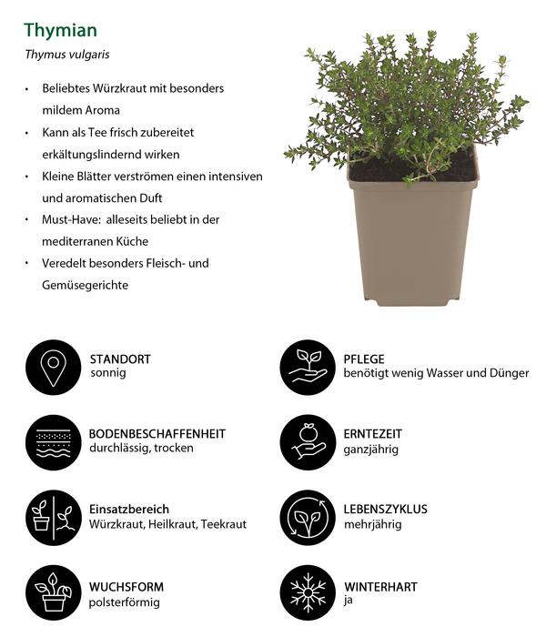 Kräuter-Set Feinschmecker, 6-teilig