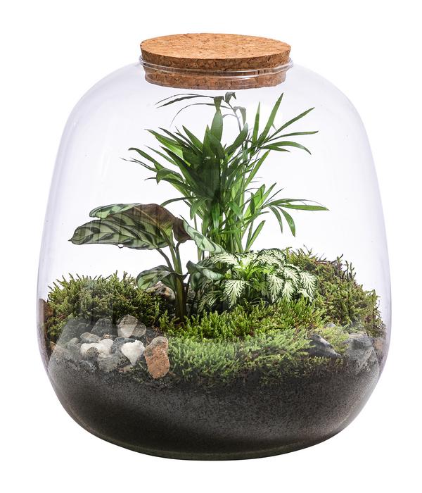 Flaschengarten DIY-Set Mini-Urwald, 8-teilig
