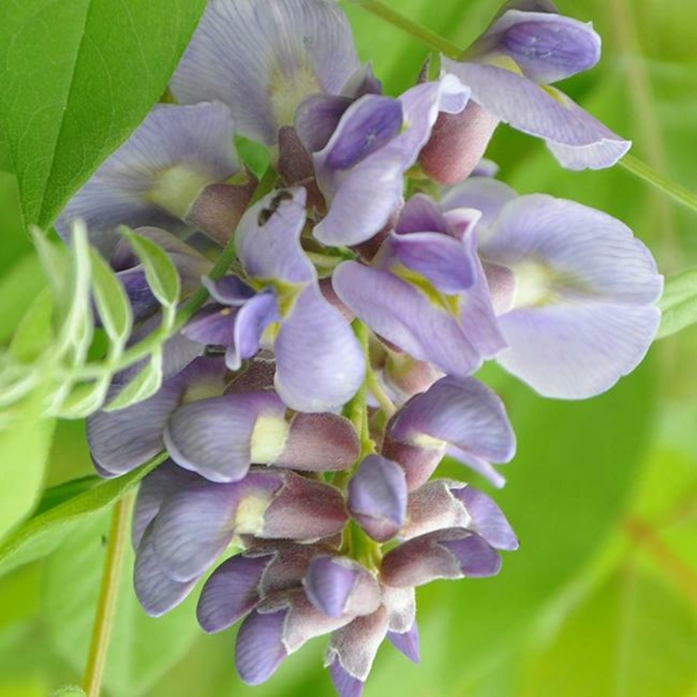 Glycine d amérique amethyst falls - wisteria frutescens 3l