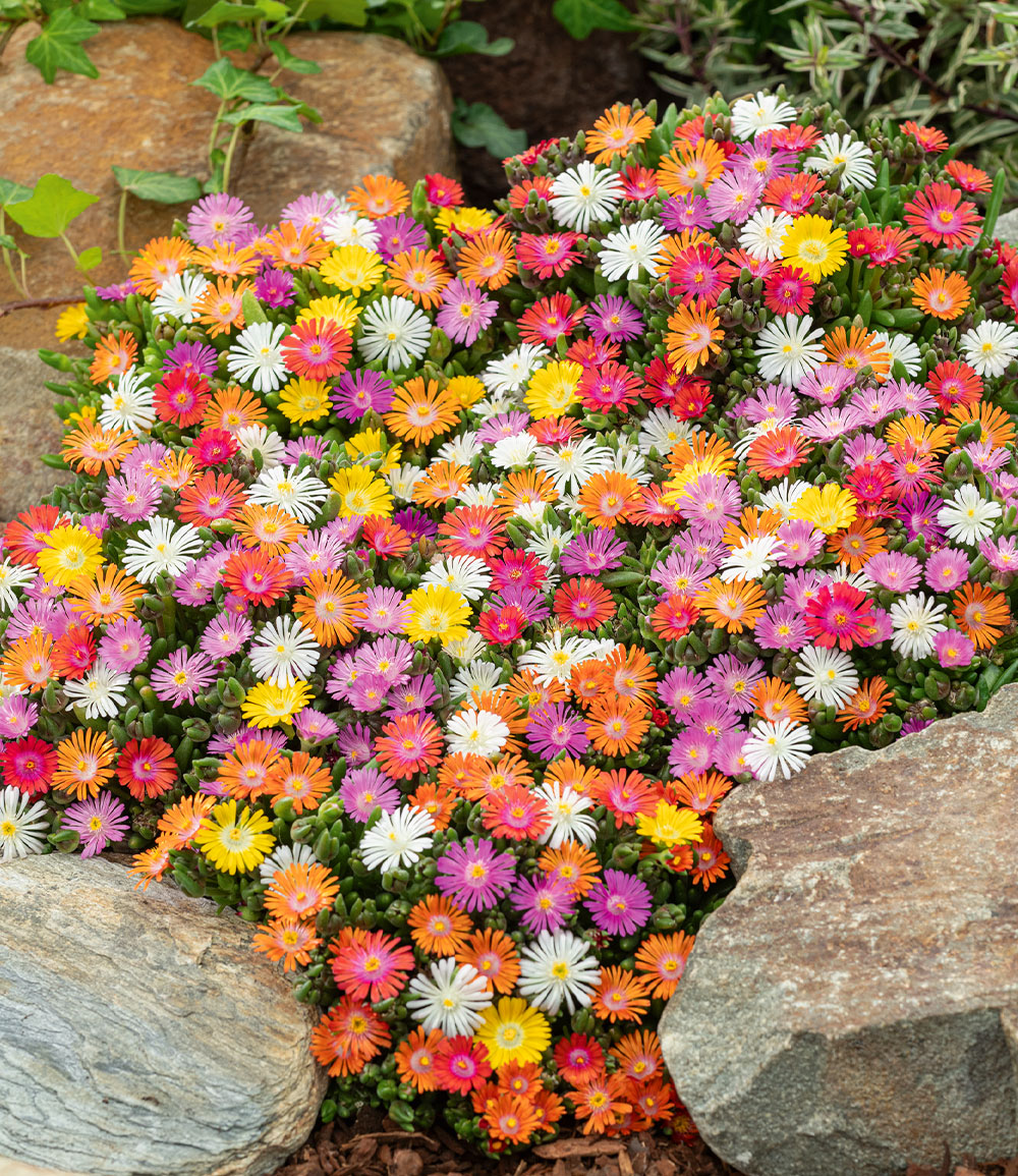 Winterharte Eisblumen 'Wheels of Wonder®' 5er Farbmix
