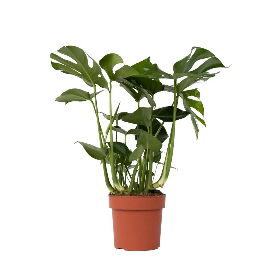 Gatenplant - Monstera deliciosa - Hoogte 70-80cm - ⌀21cm