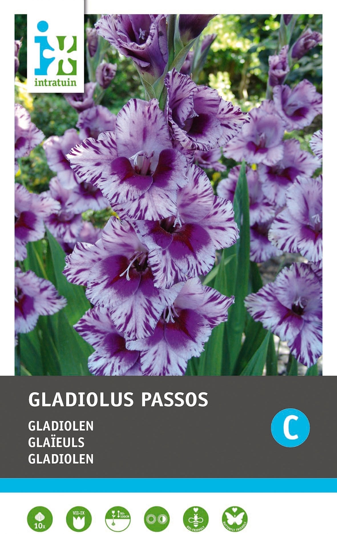 Intratuin bloembollen Gladiool (Gladiolen 'Passos') 10 stuks