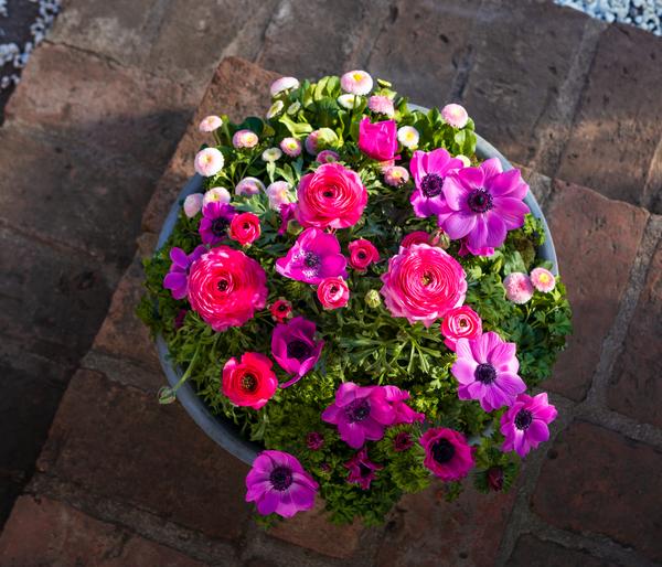 Beet- & Balkonpflanzen-Set Rosa Frühling,