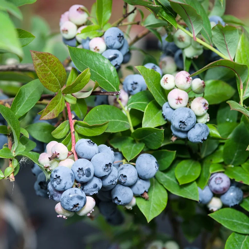 Vaccinium corymbosum 'Bluecrop' Hageblåbær 'Bluecrop' Ø22 cm