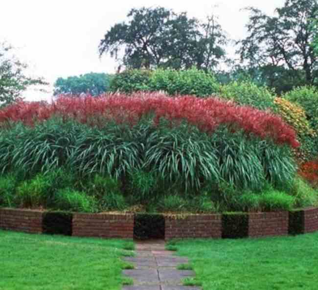 Miscanthus sinensis ferner osten (roseau de chine, eulalie) taille pot de 10 litres