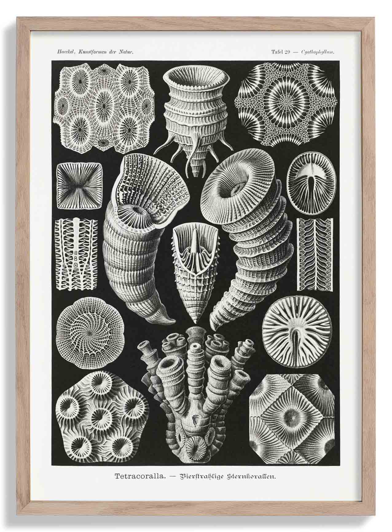Tetracoralla von Ernst Haeckel