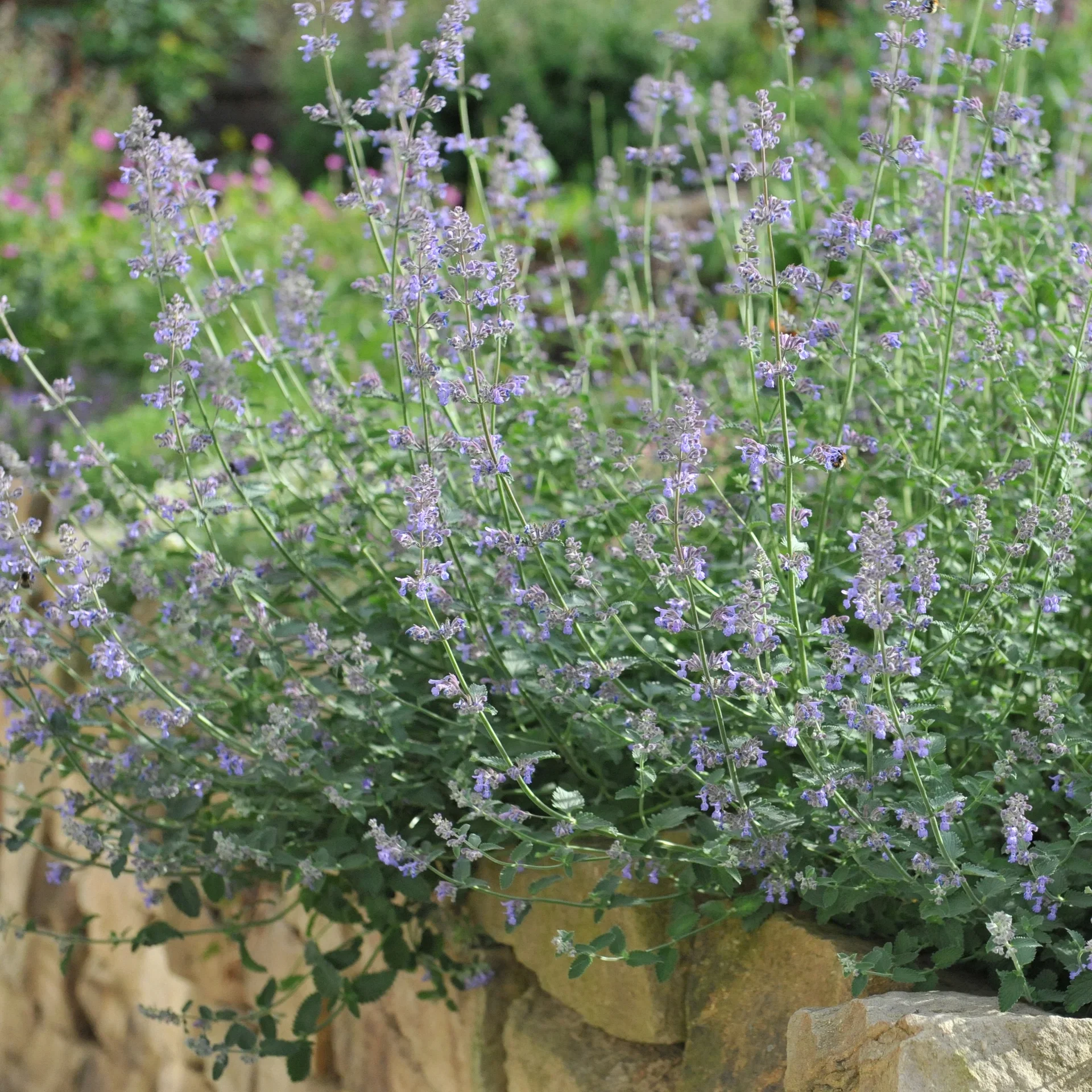 Nepeta faassenii 'Six Hills Giant' flerårig plante Ø11 cm