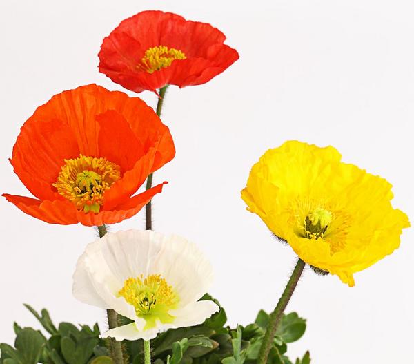 Bio Island-Mohn