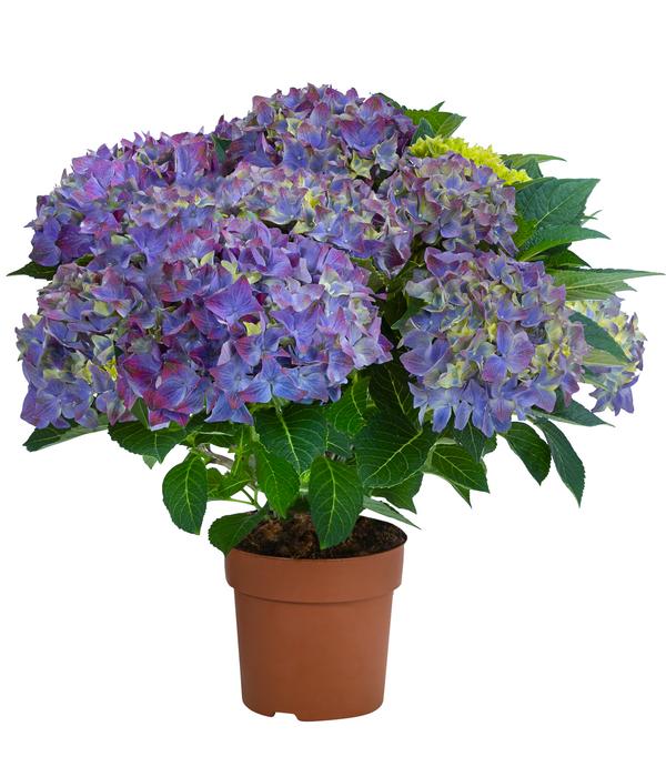Hortensie - Hydrangea macrophylla 'Hi Ocean