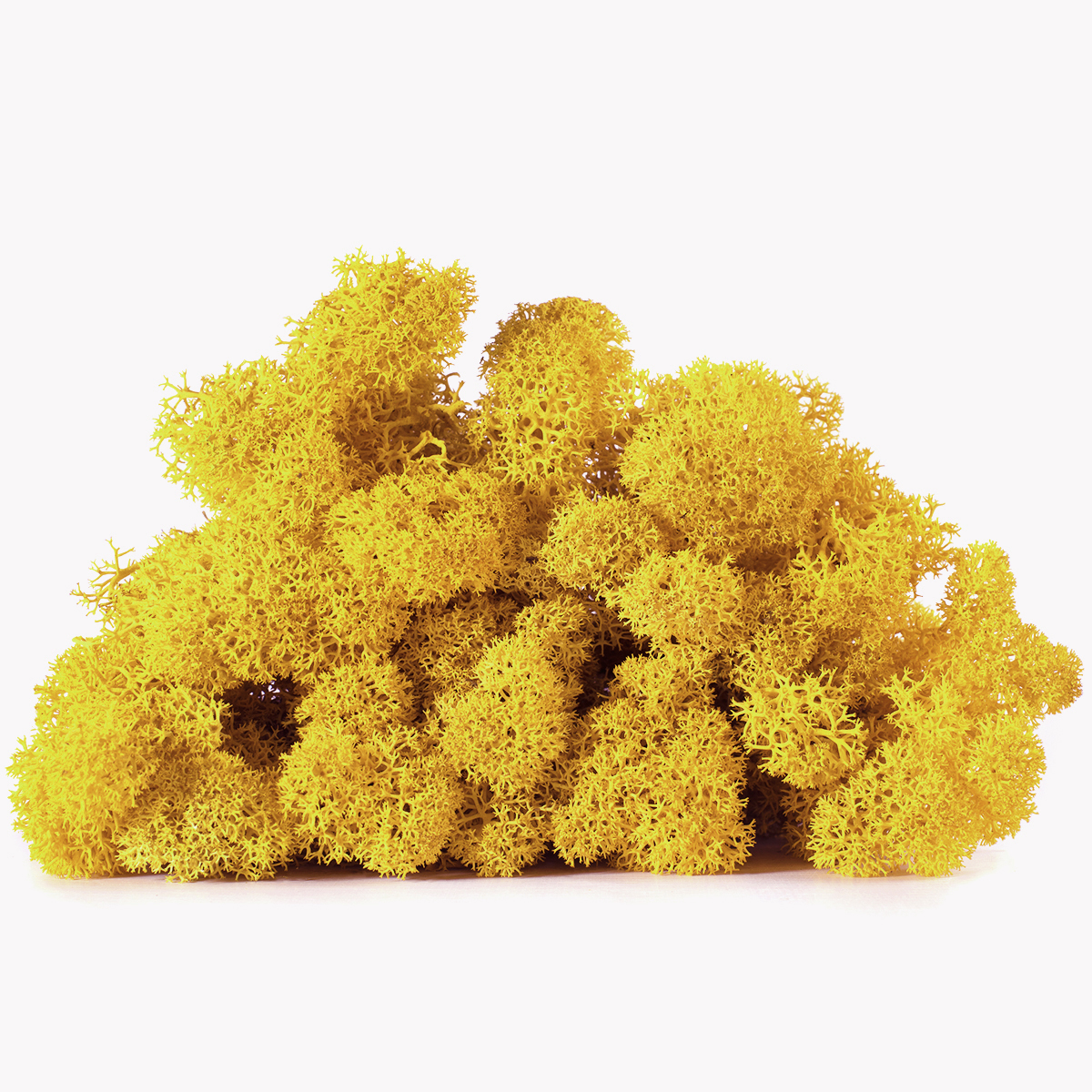 Lic/0561 lichen stabilisée citron w-box 0,5 kg