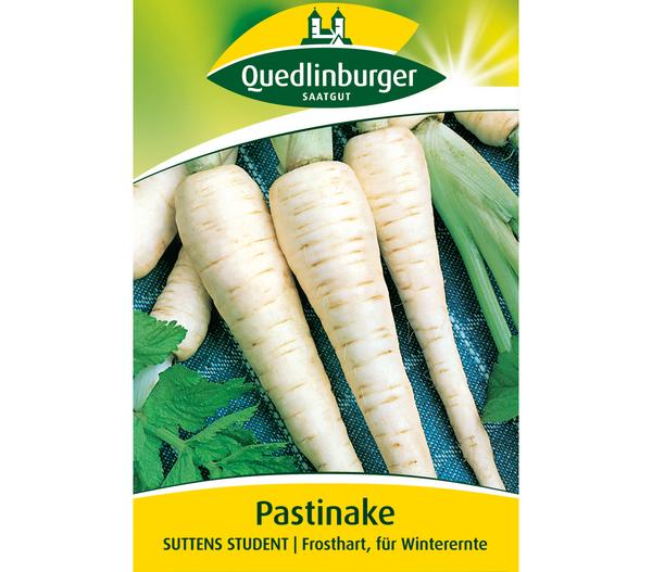 Quedlinburger Samen Pastinake 'Suttens