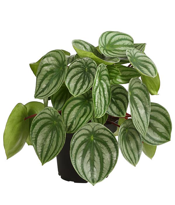 Wassermelonen-Peperomie - Peperomia argyreia