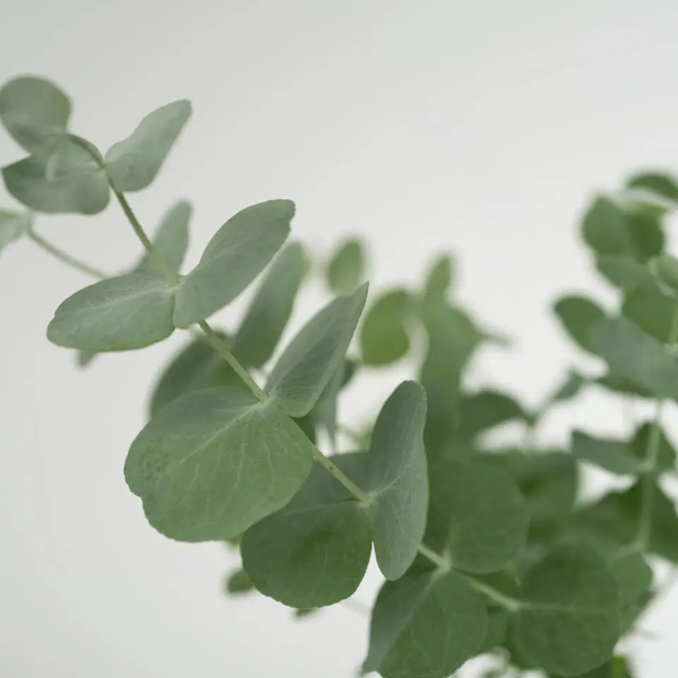 Gomboom - Set van 2 - Eucalyptus 'Pulverulenta' - Hoogte 25-40cm - ⌀13cm